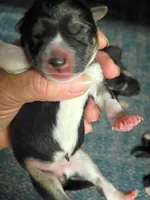 Just born, a female Shiba Inu for sale in Spraggs, PA – 2 of 2
