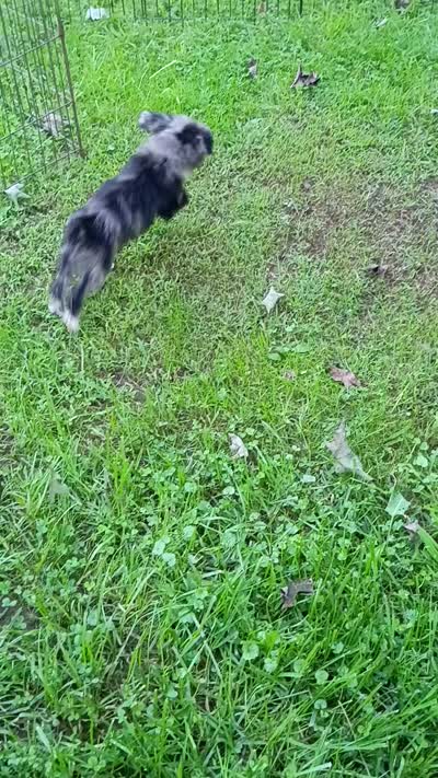 Toy Aussie Doodle girl Ready !, a female Poodle - Toy  and Toy Australian Shepherd for sale in Spraggs, PA – 9 of 9