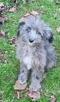 Totally Gorgeous !!!, a male Toy Australian Shepherd and Miniature Aussiedoodle for sale in Spraggs, PA – 2 of 6