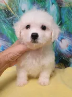 Small Girl Ready, a female Bichon Frise for sale in Spraggs, PA – 4 of 5