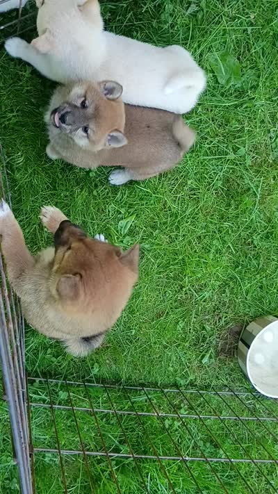Red Meme, Ready now  !, a male Shiba Inu for sale in Spraggs, PA – 6 of 9