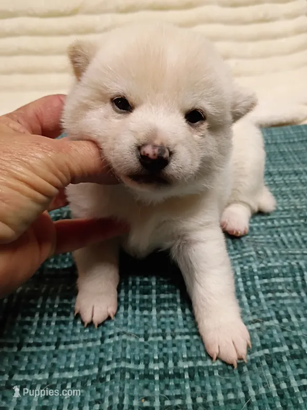 Runt Cream boy – Shiba Inu puppy for sale in Spraggs, PA