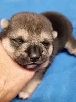 Two weeks old male, a male Shiba Inu for sale in Spraggs, PA – 6 of 9