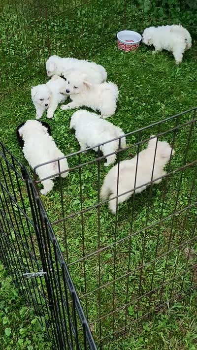 Bichon Lady Ready, a female Bichon Frise for sale in Spraggs, PA – 8 of 8