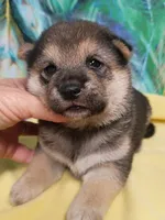 Ready October 20th male, a male Shiba Inu for sale in Spraggs, PA – 2 of 10