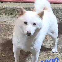 Small Cream girl, Bred, a female Shiba Inu for sale in Spraggs, PA – Photo 2 of 2