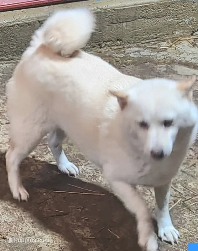 Small Cream girl, Just Bred