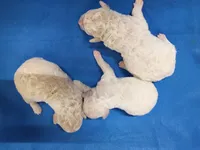Bichon -Poo girl, a female Bichpoo for sale in Spraggs, PA – 3 of 4