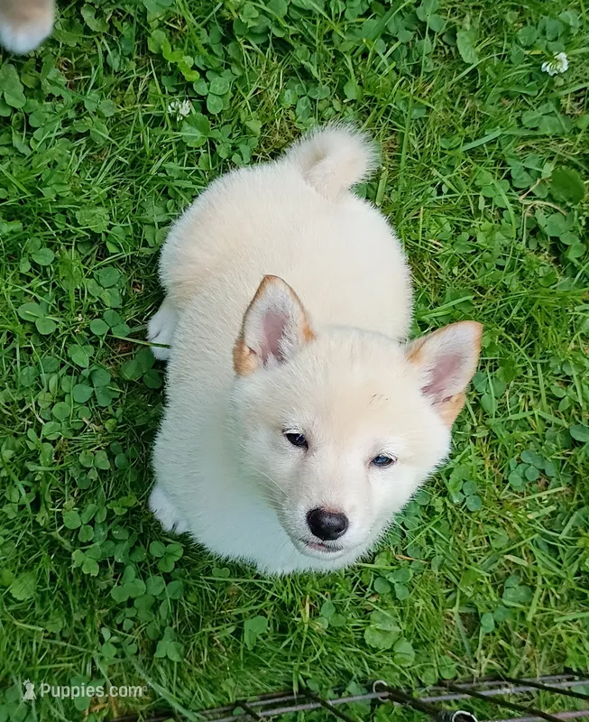 Cream little. Ready now ! – Shiba Inu puppy for sale in Spraggs, PA
