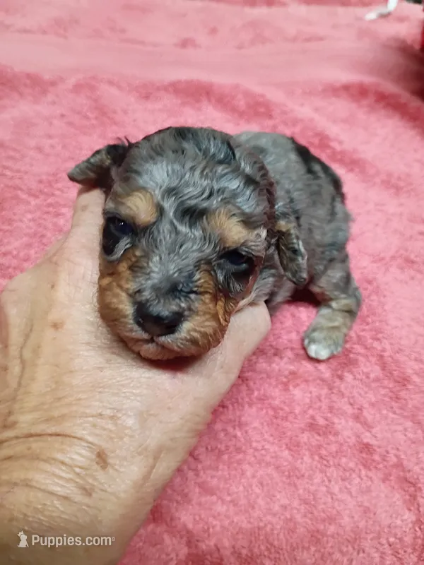 Sweet little Toy  – Miniature Aussiedoodle puppy for sale in Spraggs, PA
