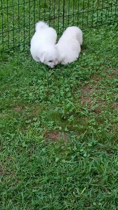 Bichon Boy Ready now !, a male Bichon Frise for sale in Spraggs, PA – 9 of 9