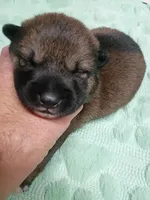 Puppy here. Coco, a female Shiba Inu for sale in Spraggs, PA – 1 of 8