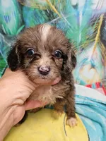 Toy Aussie Doodle girl, a female Miniature Aussiedoodle for sale in Spraggs, PA – 5 of 8