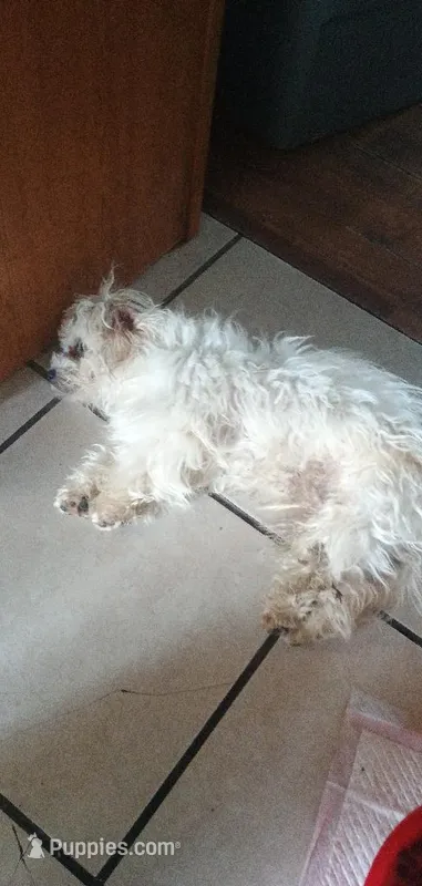 Morki Bichon  – Bichon Frise, Morkie puppy for sale in Spraggs, PA