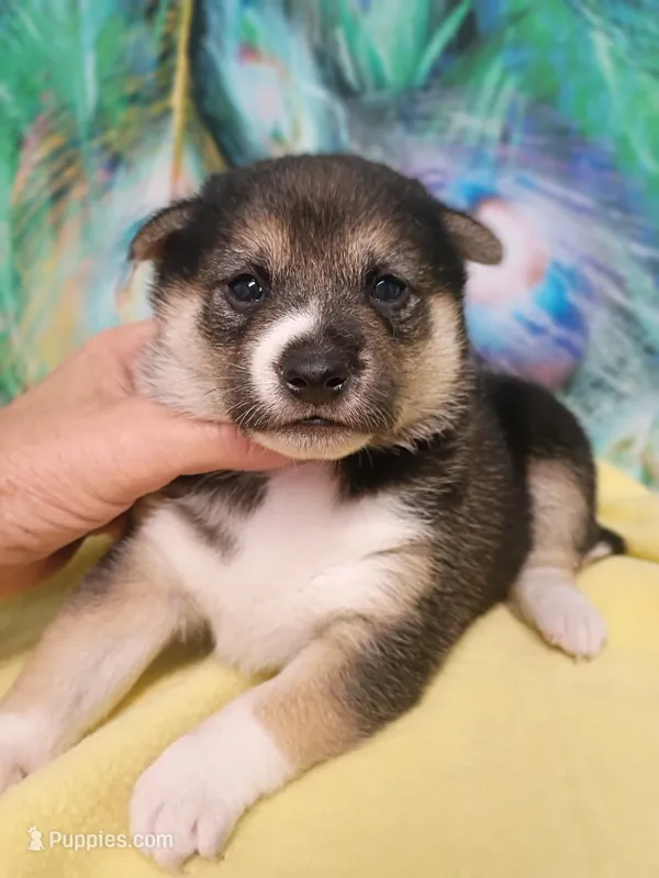 3 weeks old – Shiba Inu puppy for sale in Spraggs, PA