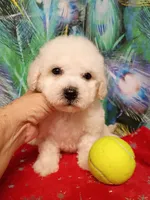 Bichon Boy, a male Bichon Frise for sale in Spraggs, PA – 3 of 3