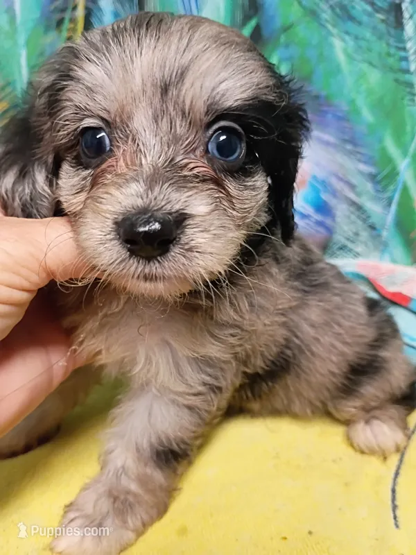 Toy Aussie doodle – Miniature Aussiedoodle puppy for sale in Spraggs, PA