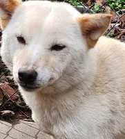 Kara ready now , a female Shiba Inu for sale in Spraggs, PA – 2 of 8