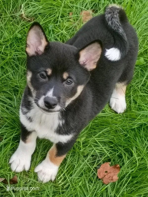 Ready Now boy – Shiba Inu puppy for sale in Spraggs, PA