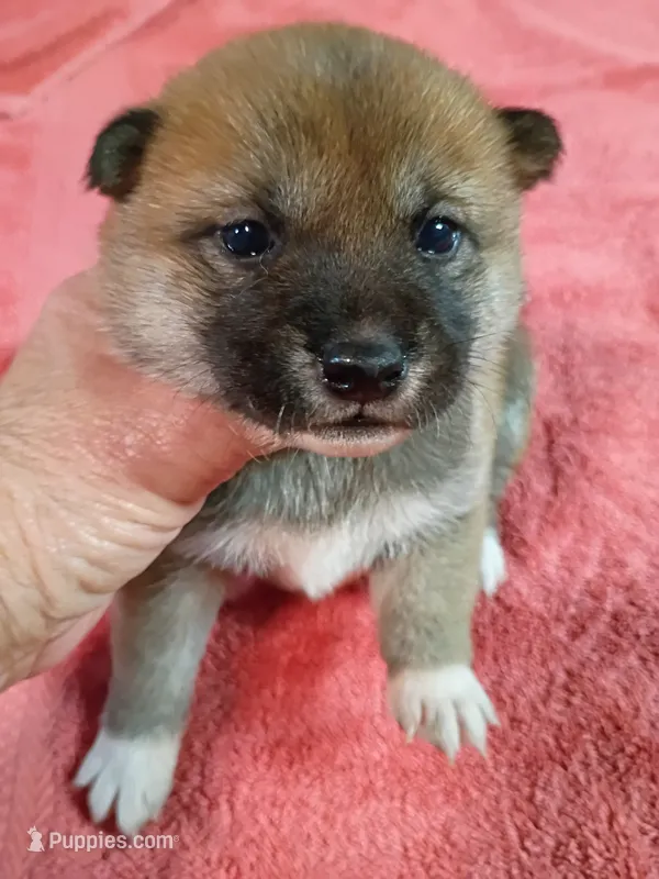 Red lady  – Shiba Inu puppy for sale in Spraggs, PA