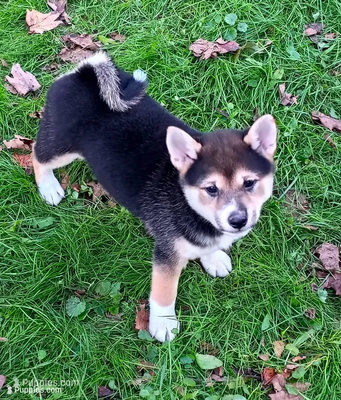 Ready October 20th. – Shiba Inu puppy for sale in Spraggs, PA