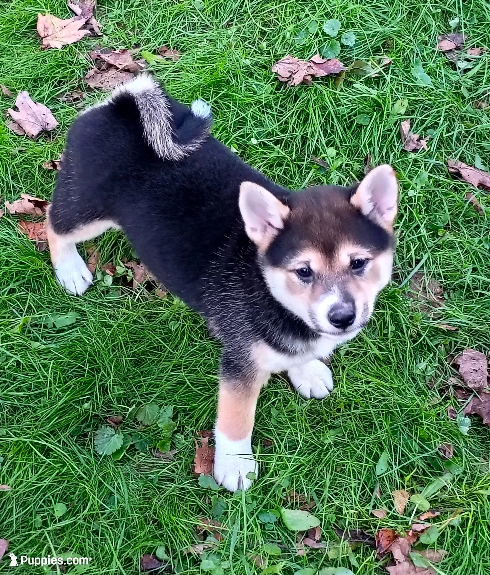Black sesame Ready now, a female Shiba Inu for sale in Spraggs, PA – 1 of 7