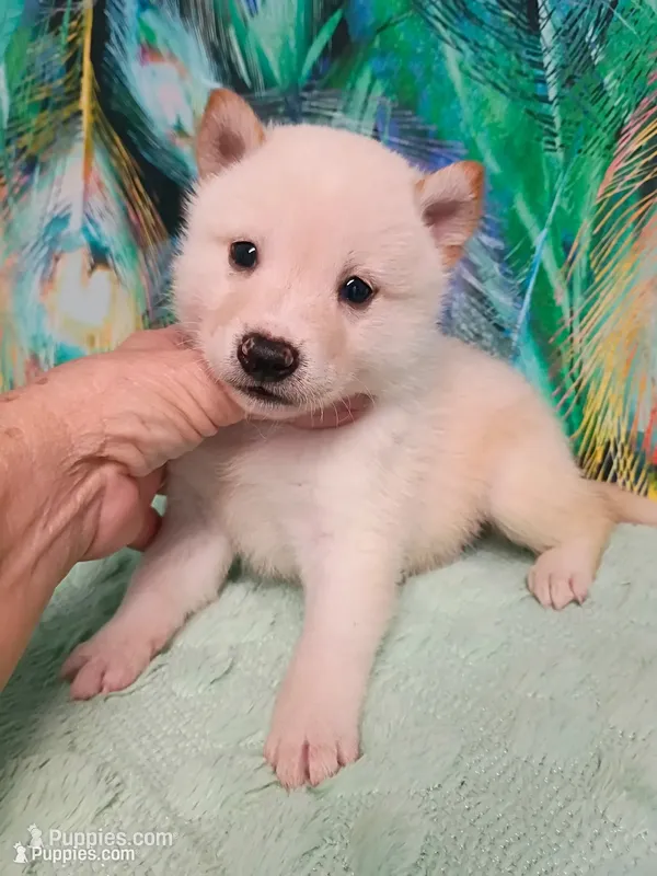 Cream male – Shiba Inu puppy for sale in Spraggs, PA