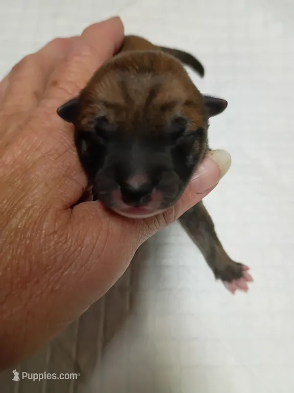 Red male – Shiba Inu puppy for sale in Spraggs, PA