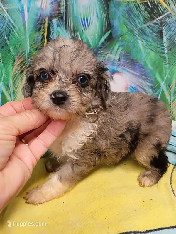 Toy Blue – Miniature Aussiedoodle puppy for sale in Spraggs, PA