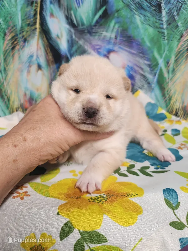 Butterscotch  – Shiba Inu puppy for sale in Spraggs, PA