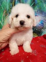 Bichon Lady Ready, a female Bichon Frise for sale in Spraggs, PA – 7 of 8