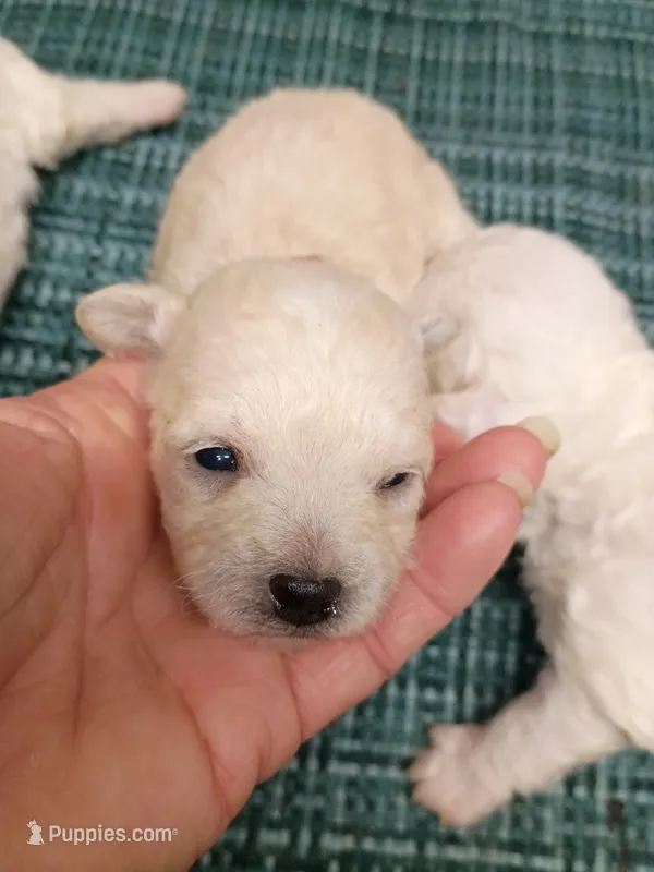 Bichon Lady – Bichon Frise puppy for sale in Spraggs, PA