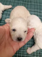 Bichon Lady, a female Bichon Frise for sale in Spraggs, PA – 1 of 3