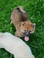 Red Sesame. Ready now !, a male Shiba Inu for sale in Spraggs, PA – 4 of 9