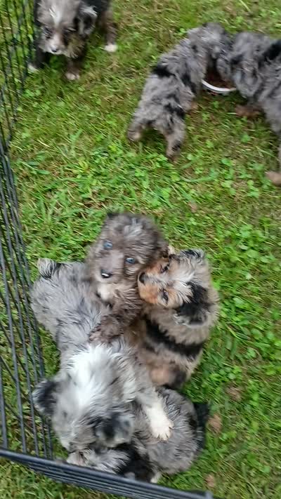 Small Blue, a female Miniature Aussiedoodle for sale in Spraggs, PA – 9 of 10