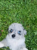 Small Blue eyes. Ready now !, a female Miniature Aussiedoodle for sale in Spraggs, PA – 2 of 7