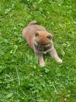 Red Meme, Ready now  !0, a male Shiba Inu for sale in Spraggs, PA – 6 of 9