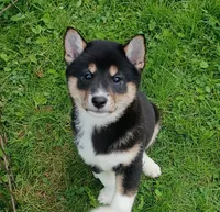 Toy Girl, a female Shiba Inu for sale in Spraggs, PA – 1 of 8