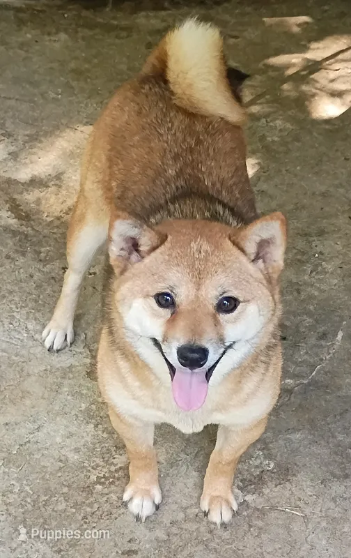 Toy/Meme Adult Girl – Shiba Inu puppy for sale in Spraggs, PA