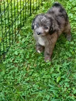 Mini blue eyes Boy Ready, a male Miniature Aussiedoodle for sale in Spraggs, PA – 9 of 10