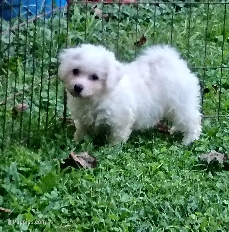 Bichon Girl. Ready now ! – Bichon Frise puppy for sale in Spraggs, PA