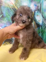 Mini blue eyes Boy Ready, a male Miniature Aussiedoodle for sale in Spraggs, PA – 7 of 10