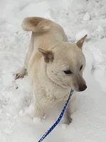 Kara ready now , a female Shiba Inu for sale in Spraggs, PA – 3 of 8