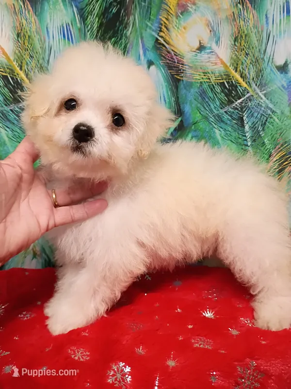 Toy size Bichon girl – Bichon Frise puppy for sale in Spraggs, PA