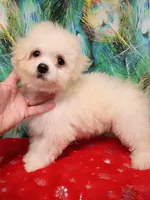 Toy size Bichon girl, a female Bichon Frise for sale in Spraggs, PA – 2 of 10