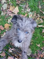 Small Mini blue eyes , a male Miniature Aussiedoodle for sale in Spraggs, PA – 3 of 10