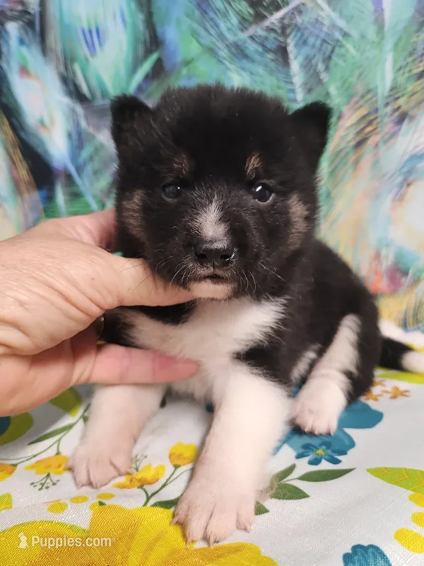 Toy Pinto Boy – Shiba Inu puppy for sale in Spraggs, PA