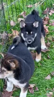 Ready Now girl, a female Shiba Inu for sale in Spraggs, PA – 4 of 7