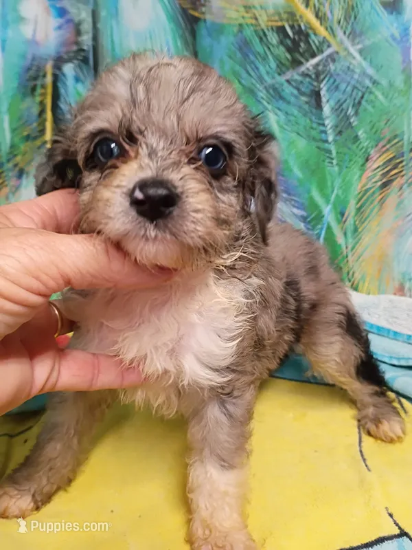 Toy Blue – Miniature Aussiedoodle puppy for sale in Spraggs, PA