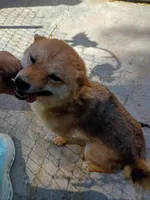 12 lb Toy/Meme Adult , a female Shiba Inu for sale in Spraggs, PA – 6 of 7
